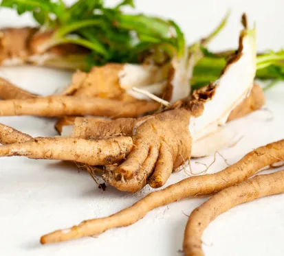 Chicory root, source of chicory root inulin prebiotic fiber